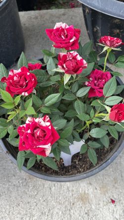 Roses