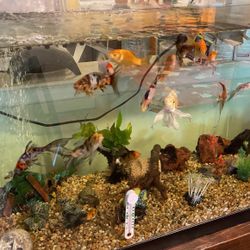 Big Fish Tank 65 Gallons Whit Stand 