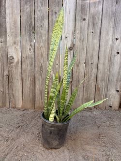 Snake plant