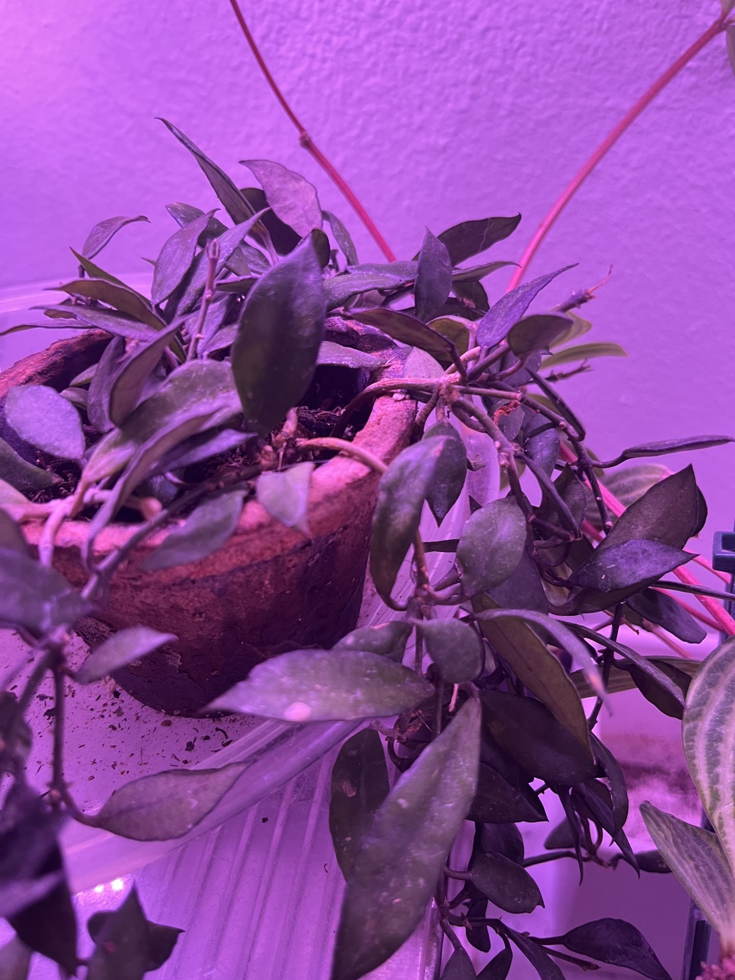 Rare And Common Plants In Different Size