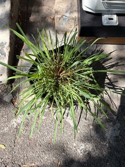 Large Lemongrass