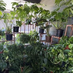 Tons Of Healthy Indoor Plants