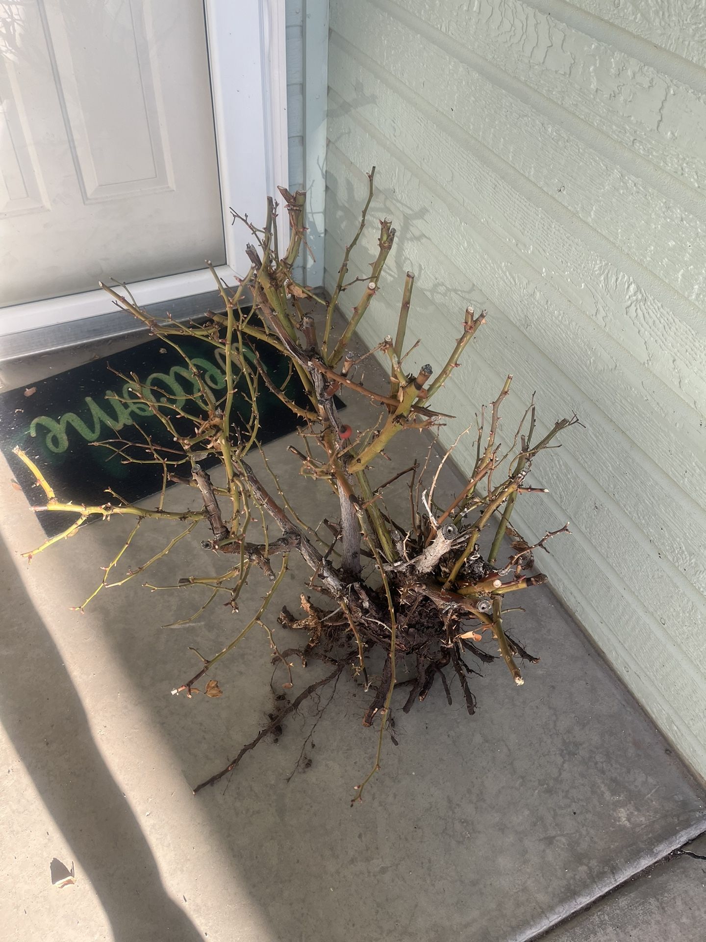 Free Rose Bush