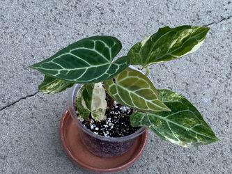 Anthurium Crystallinum Variegated