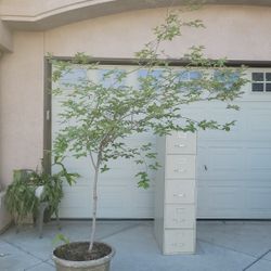 Crape Myrtle  (White) Tree Itself Is 7 Ft Tall With A Small Queen Of The Night Plant Picture At The End Of Mature One  $75.00