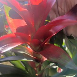 Beautiful Plants For Decoration Natural Ones😃😃🌿🌿🌿🌿