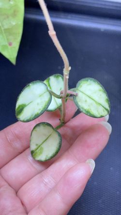 Hoya Mathilde Variegated 