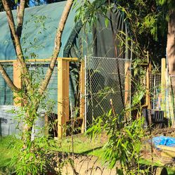 3 Large Potted Black Bamboo Plants For $85