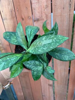Hoya crassipetiolata splash