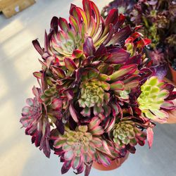 Big Giant Aeonium Ink Fairy Imported 