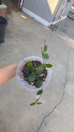 Hoya Mathilde splash 5 inch rooted
