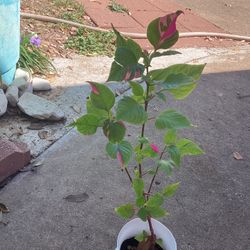 Poly the Party Plant 