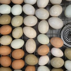 Fresh Eggs – Chicken And Duck