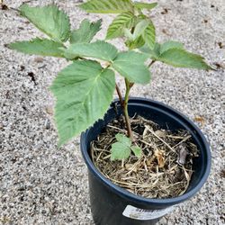 Thornless Blackberry Plant 