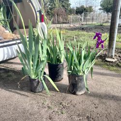 Lirios Floriando En 5 Galones