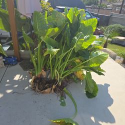 🌿 Elephant Ear Plants – Large & Healthy | Upland 🌿