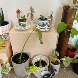 Beautiful Indoor Plants 