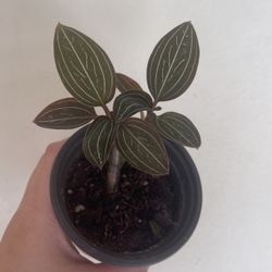 Beautiful Plant