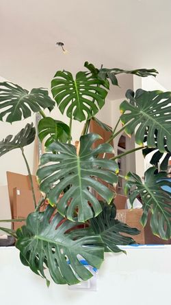 Monstera Deliciosa Plant