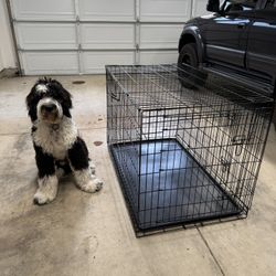 XL Dog Crate