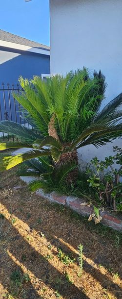 Palm tree