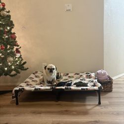 XL Never Used Dog Bed 