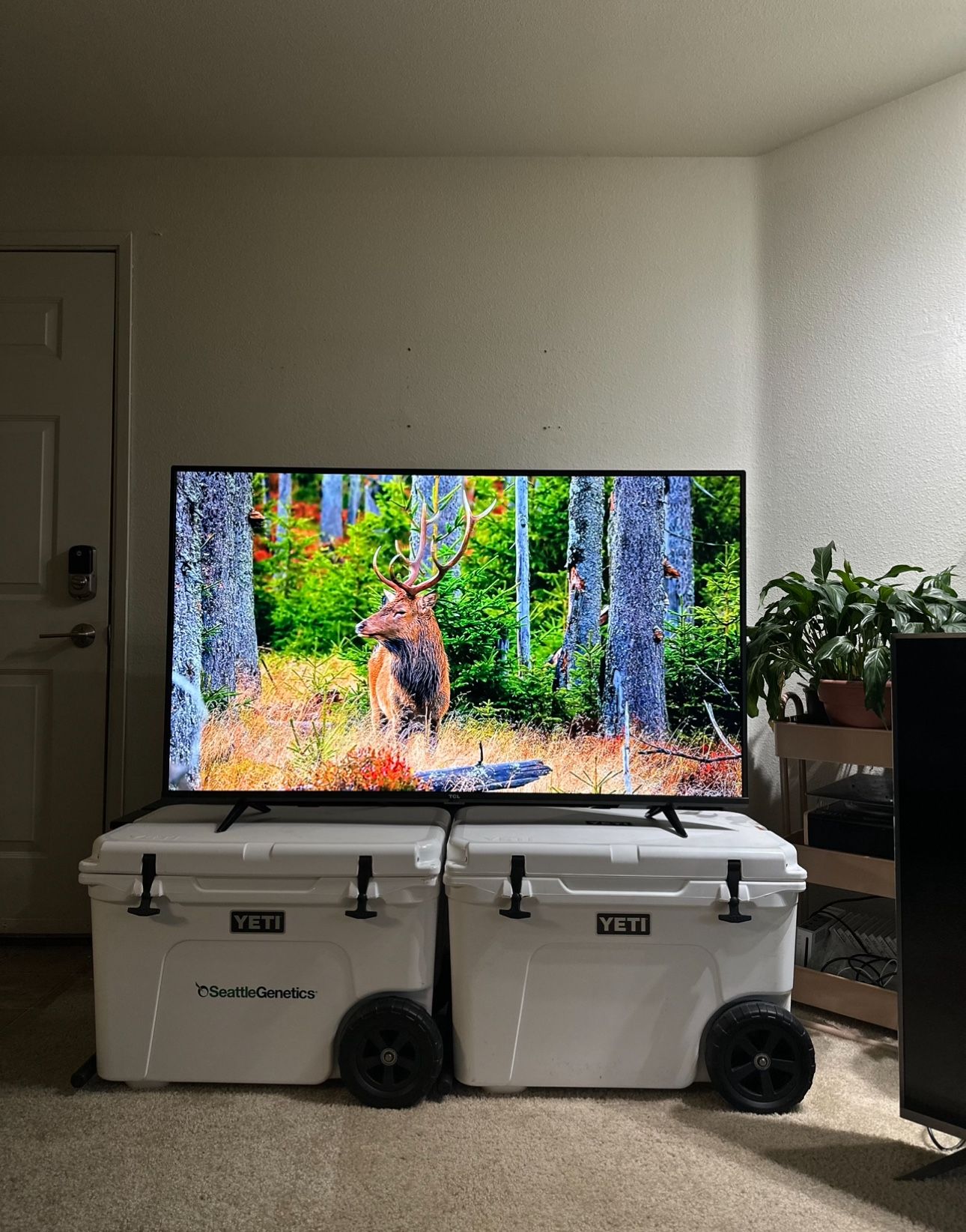 55” TCL 4K UHD