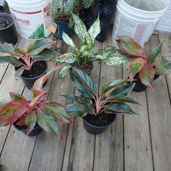 Plants For Sale Each Cost $12
