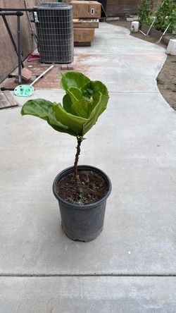 Fiddle Leaf Fig Tree plant