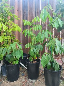 Ice Cream Bean Baby Tree (2–3 ft Tall) – Healthy & Ready to Plant