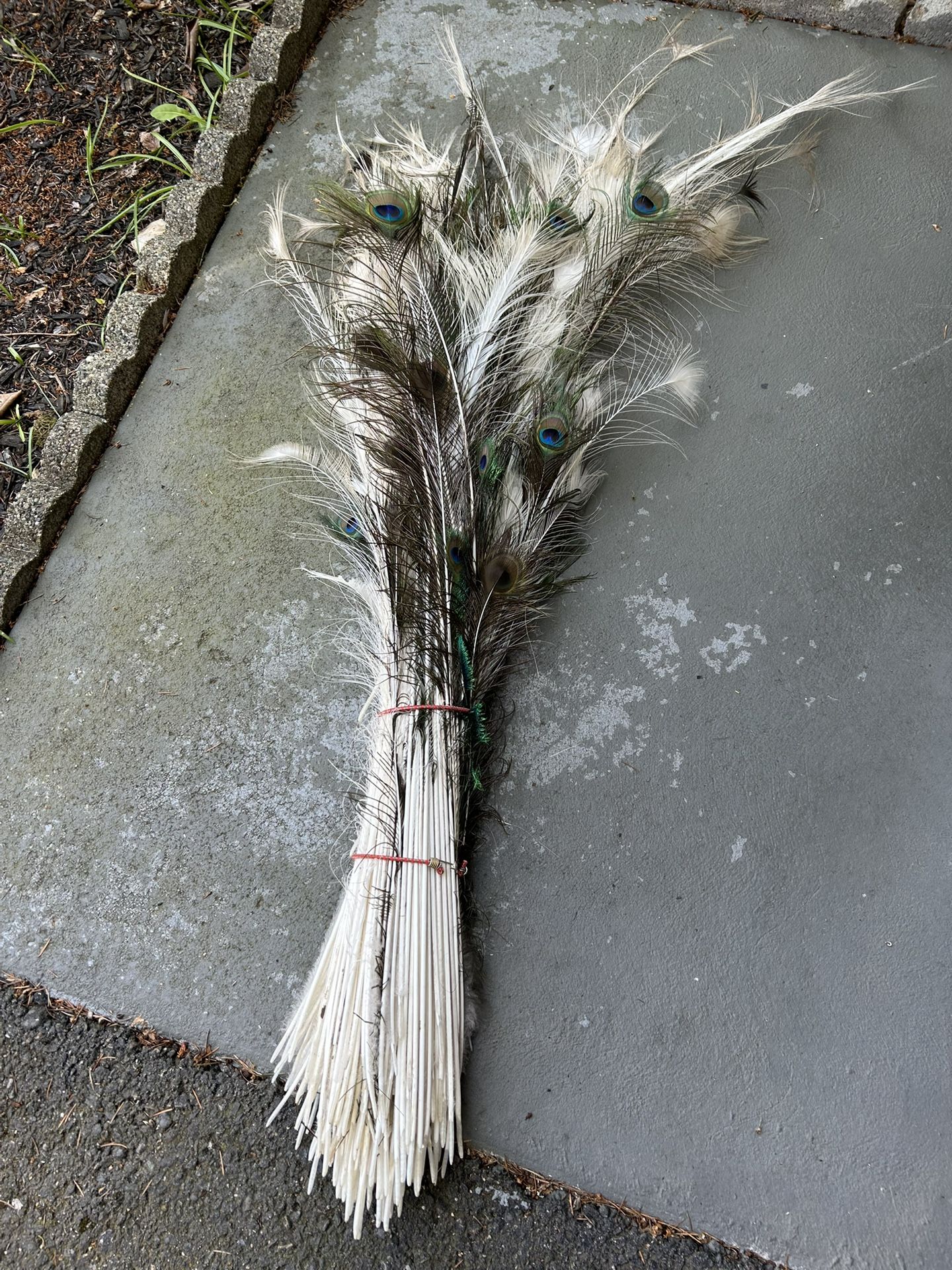 Bundle of Peacock Feathers – $15