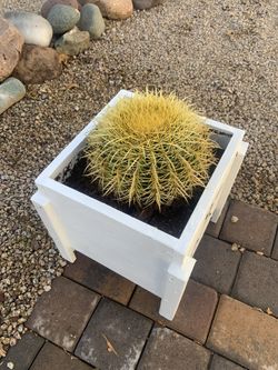 Golden Barrel Cactus