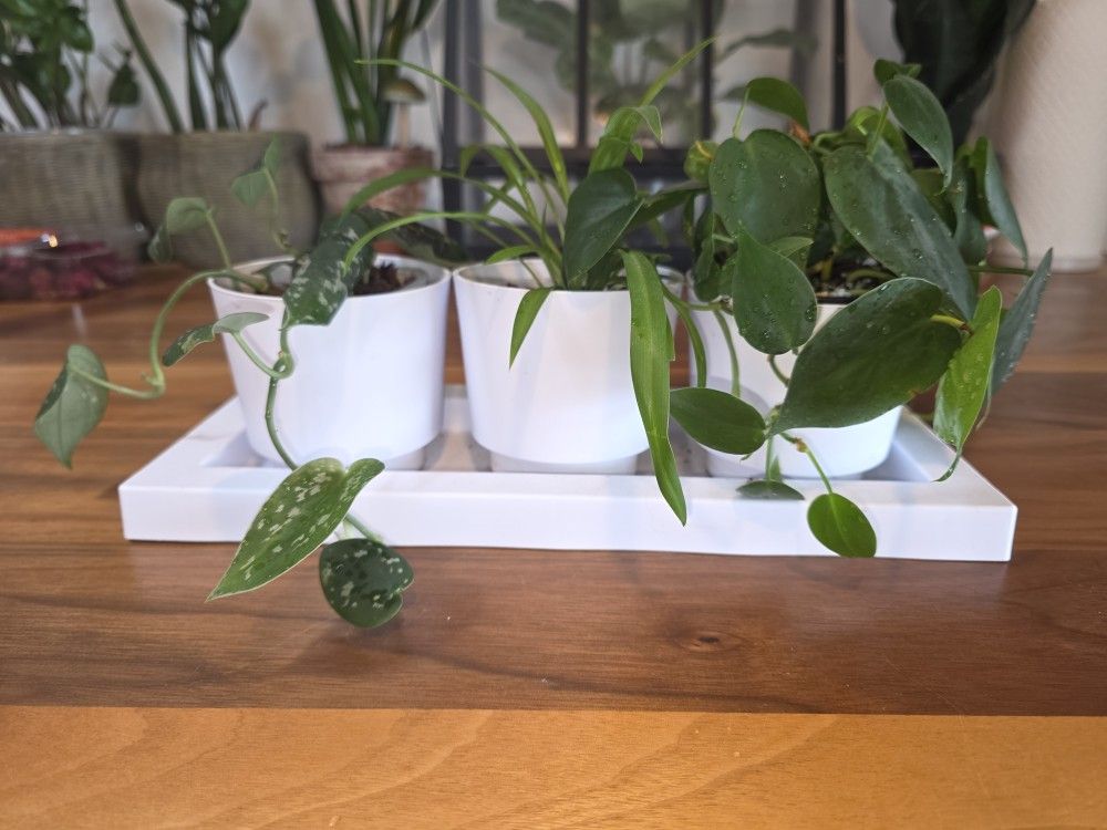 Mixed Planter