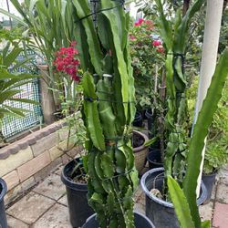 Red Dragon Fruit Plant For Sale