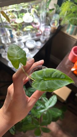 Alocasia Green frydek