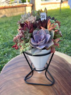 Mother’s Day Succulent arrangement