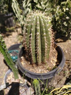 Fatboy Cactus plant