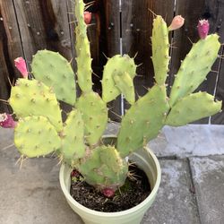 FRUITING CACTUS PLANT IN DECORATIVE GREEN POT