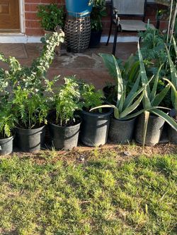 Spotlighting our medium selection of plants