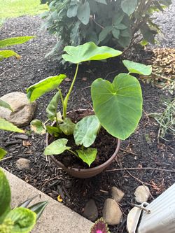 Monstera Babies and More