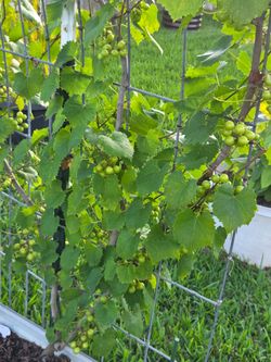 Green Grape Vine