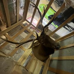 Bull Elk Mount 