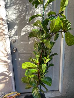 Fiddle leaf tree