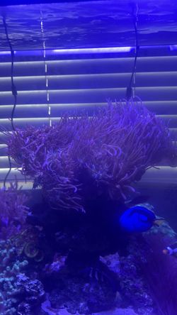 Bubble Tip Anemone for sale