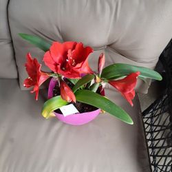 Flor Del Amor