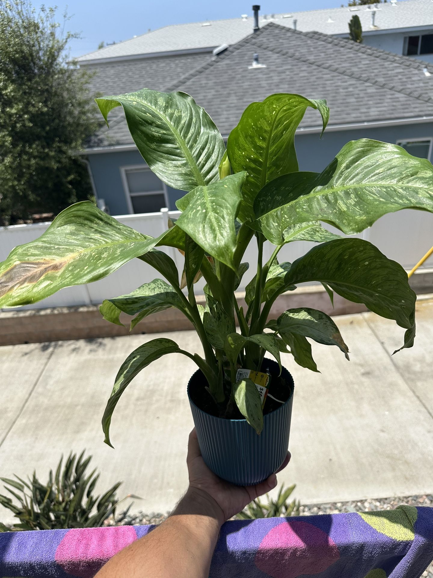 House Plants