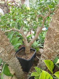 Jade suculent
