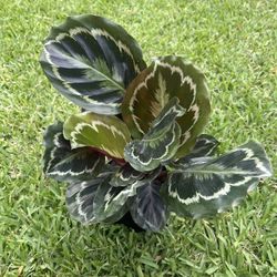 CALATHEA /PRAYER PLANTS (Air Purifying Home or Office) 6” Pot