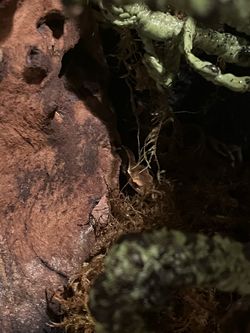 crested gecko enclosure