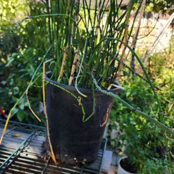 Horsetail Plant
